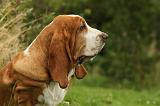 BASSET HOUND 123